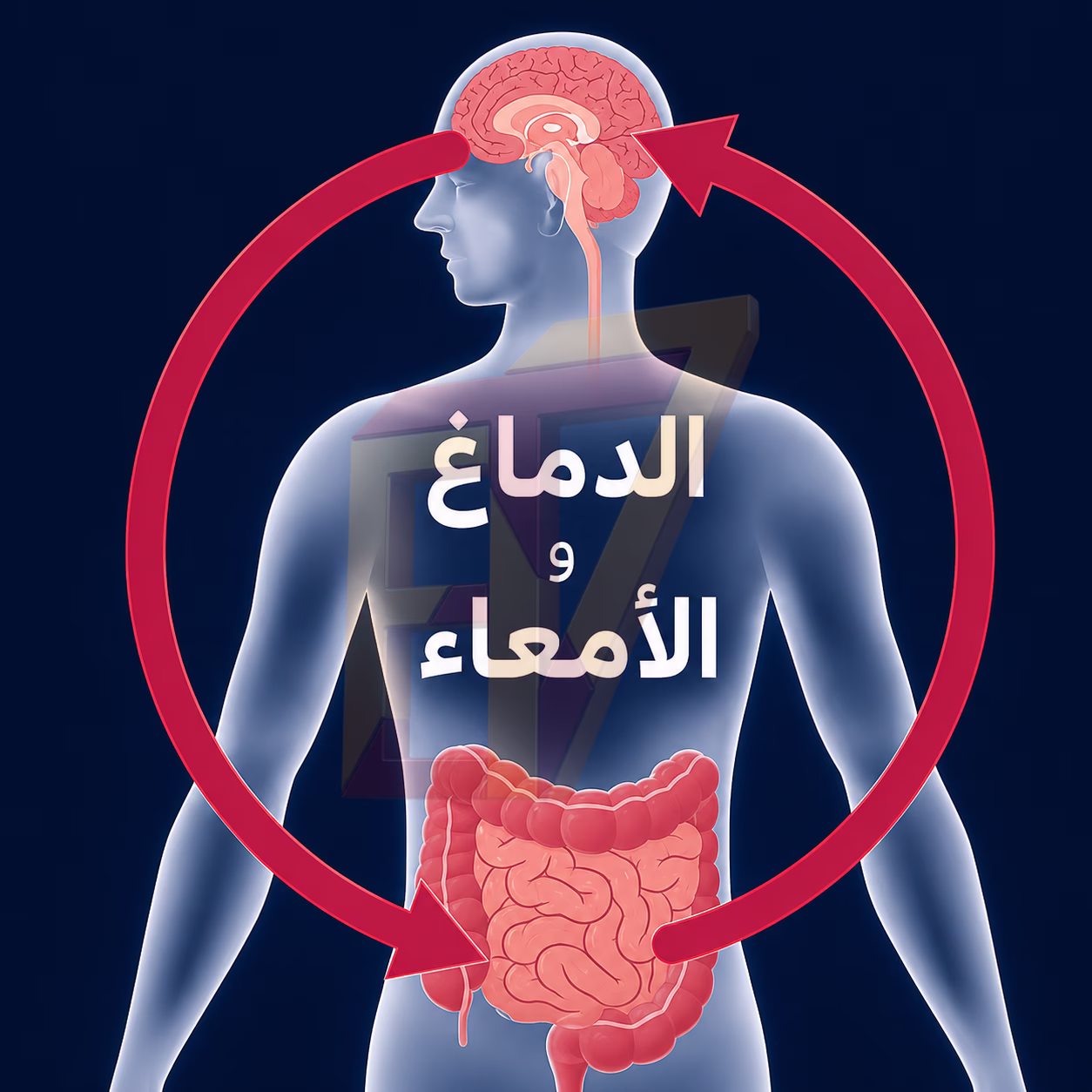 الأمعاء والدماغ
